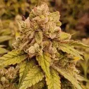 Pink Poochie Vaders Cut