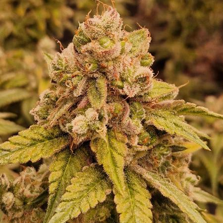 Pink Poochie Vaders Cut