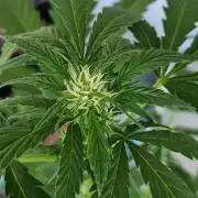 Pineapple Slush XL Auto