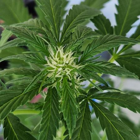 Pineapple Slush XL Auto