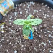 Pineapple Slush XL Auto