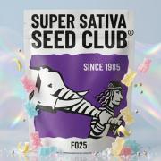 The White Sweet Candy OG One USAGenetics