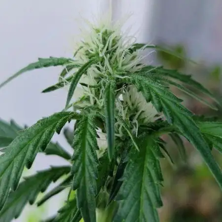 Strawberry Shortcake Auto