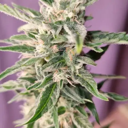 Diesel Auto