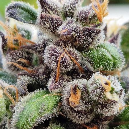 Forbidden Fruit Auto
