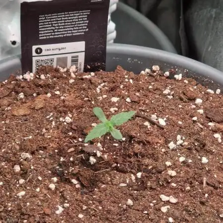 CBD 20:1 Auto