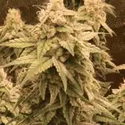 Pink Poochie Vaders Cut