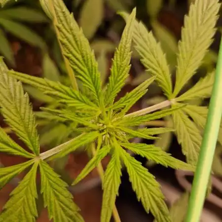 CBD 20:1 Auto