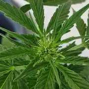 Super Lemon Haze Auto