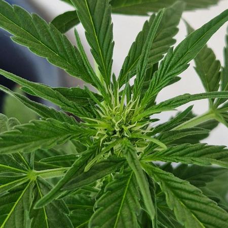 Super Lemon Haze Auto