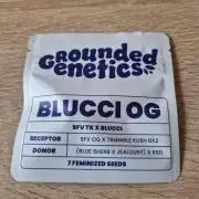 Blucci OG