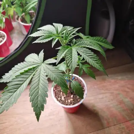 Gorilla Melon