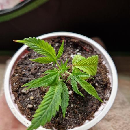 Pink Poochie Vaders Cut