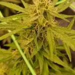 Gorilla Zkittlez Automatic