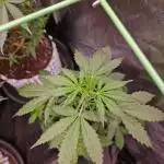 Gorilla Z Auto
