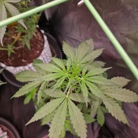 Gorilla Z Auto