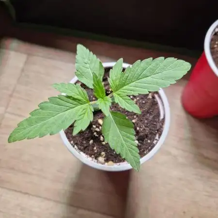 Lemon Mandarin