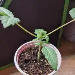 Permanent Melons Fem Photo