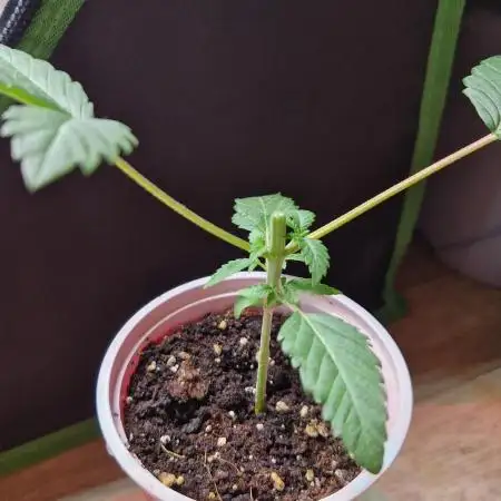 Permanent Melons Fem Photo