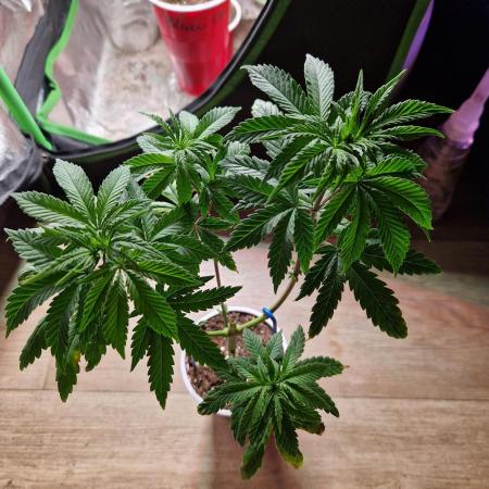 The White Sweet Candy OG One USAGenetics