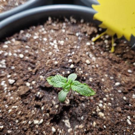 Chemical Candy Auto