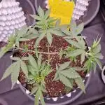 Pink Honey Fem Photo