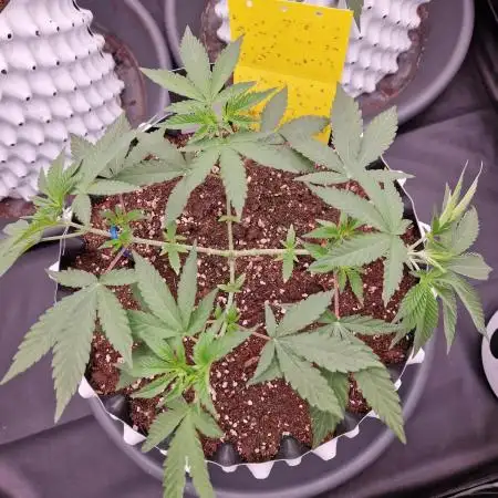 Pink Honey Fem Photo