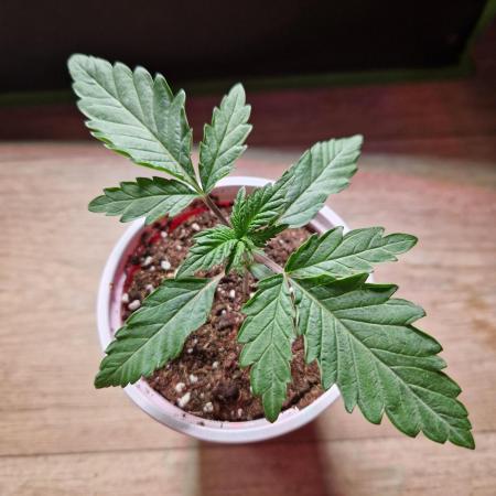 Blucci OG
