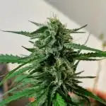 Strawberry Shortcake Auto