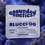 Blucci OG