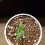 Lemon Mandarin