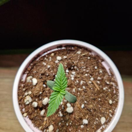 Lemon Mandarin