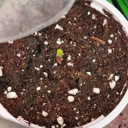 Lemon Mandarin