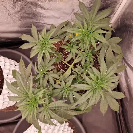 Permanent Melons Fem Photo