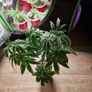 The White Sweet Candy OG One USAGenetics
