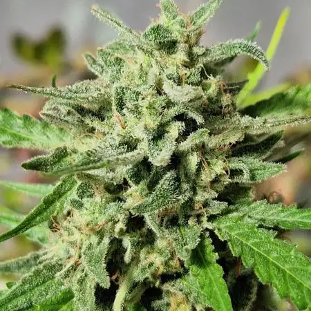 Strawberry Shortcake Auto