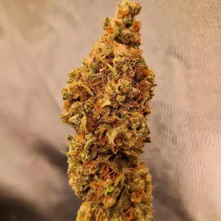 OG Kush