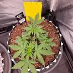Permanent Melons Fem Photo