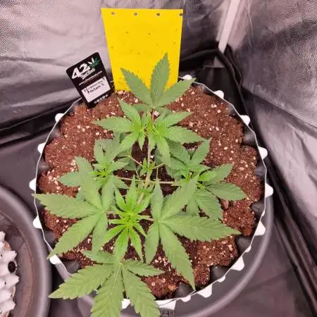 Permanent Melons Fem Photo