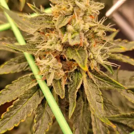 OG Kush Fem Photo