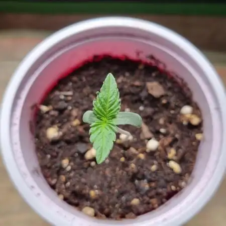Pink Honey Fem Photo