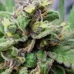 Forbidden Fruit Auto