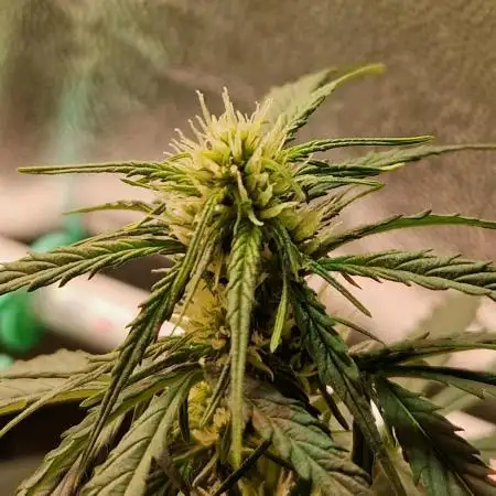 Gorilla Z Auto