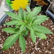 Chemical Candy Auto