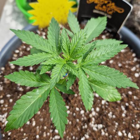 Chemical Candy Auto