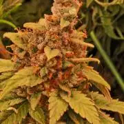Lemon Mandarin