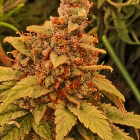 Lemon Mandarin
