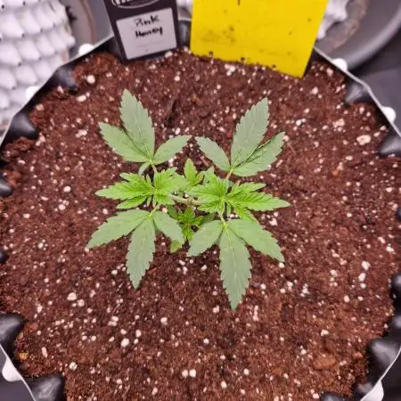 Pink Honey Fem Photo