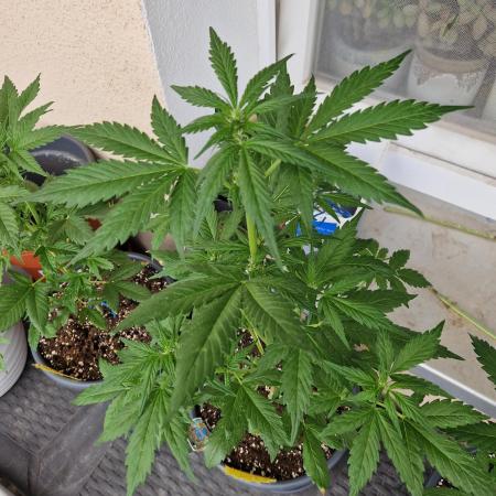Pineapple Slush XL Auto
