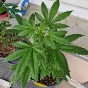 Chemical Candy Auto